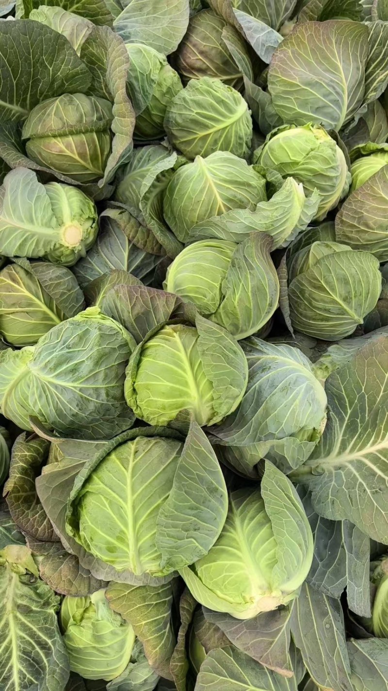精品甘蓝，扁包菜基地大量供应货源足价格优诚信发货