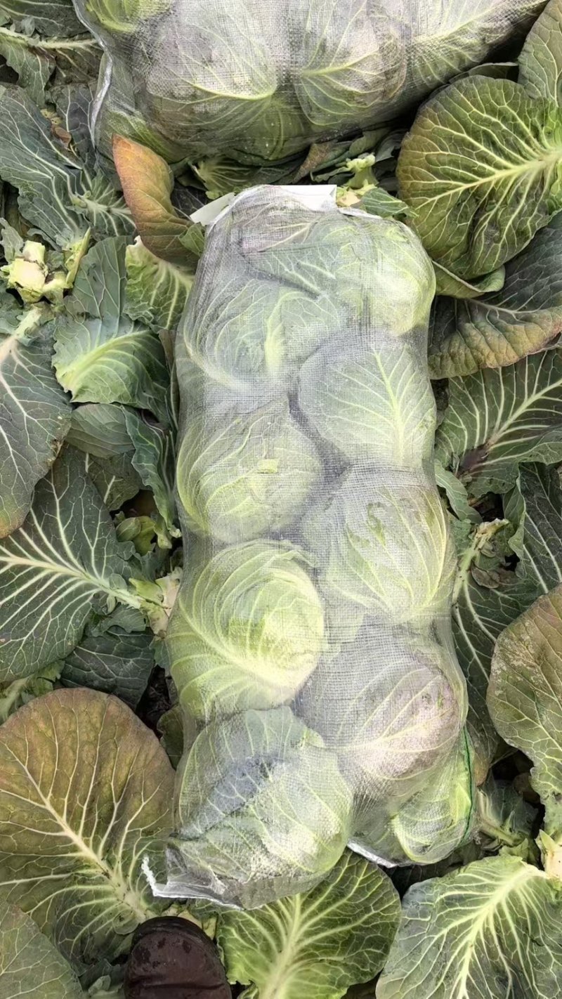 精品甘蓝，扁包菜基地大量供应货源足价格优诚信发货