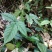 山区中药材金线吊葫芦品质保证货发全国欢迎各地客商致