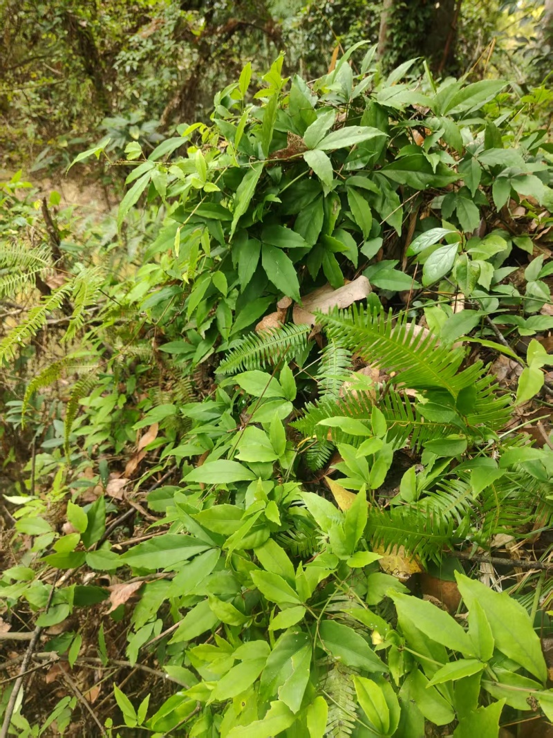 山区中药材金线吊葫芦品质保证货发全国欢迎各地客商致