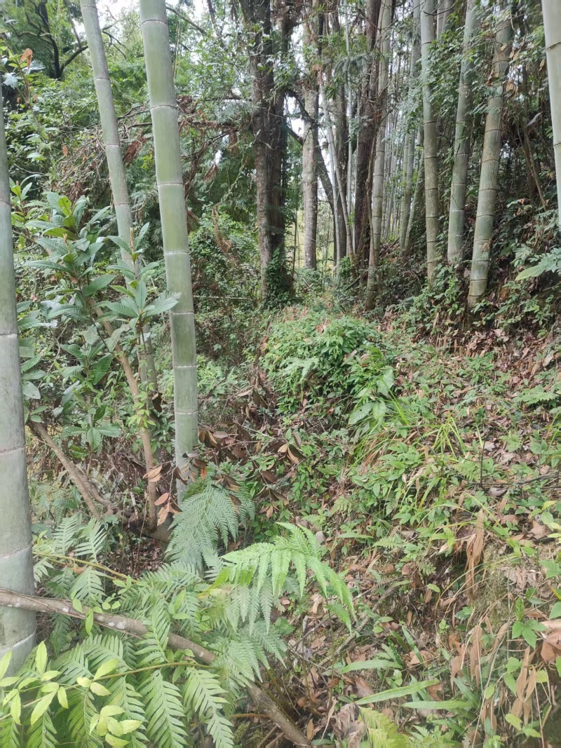 山区中药材金线吊葫芦品质保证货发全国欢迎各地客商致