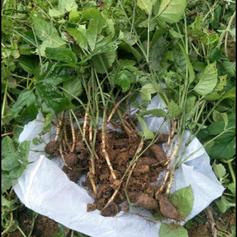 山区中药材金线吊葫芦品质保证货发全国欢迎各地客商致