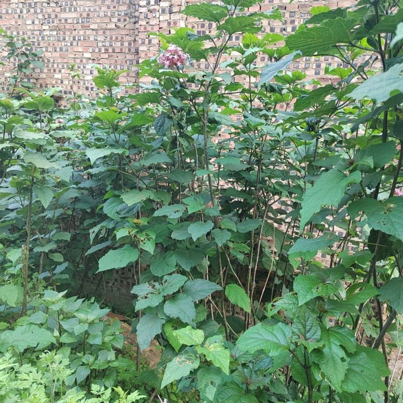 中药材臭牡丹鲜货大量供应欢迎各地客商致电