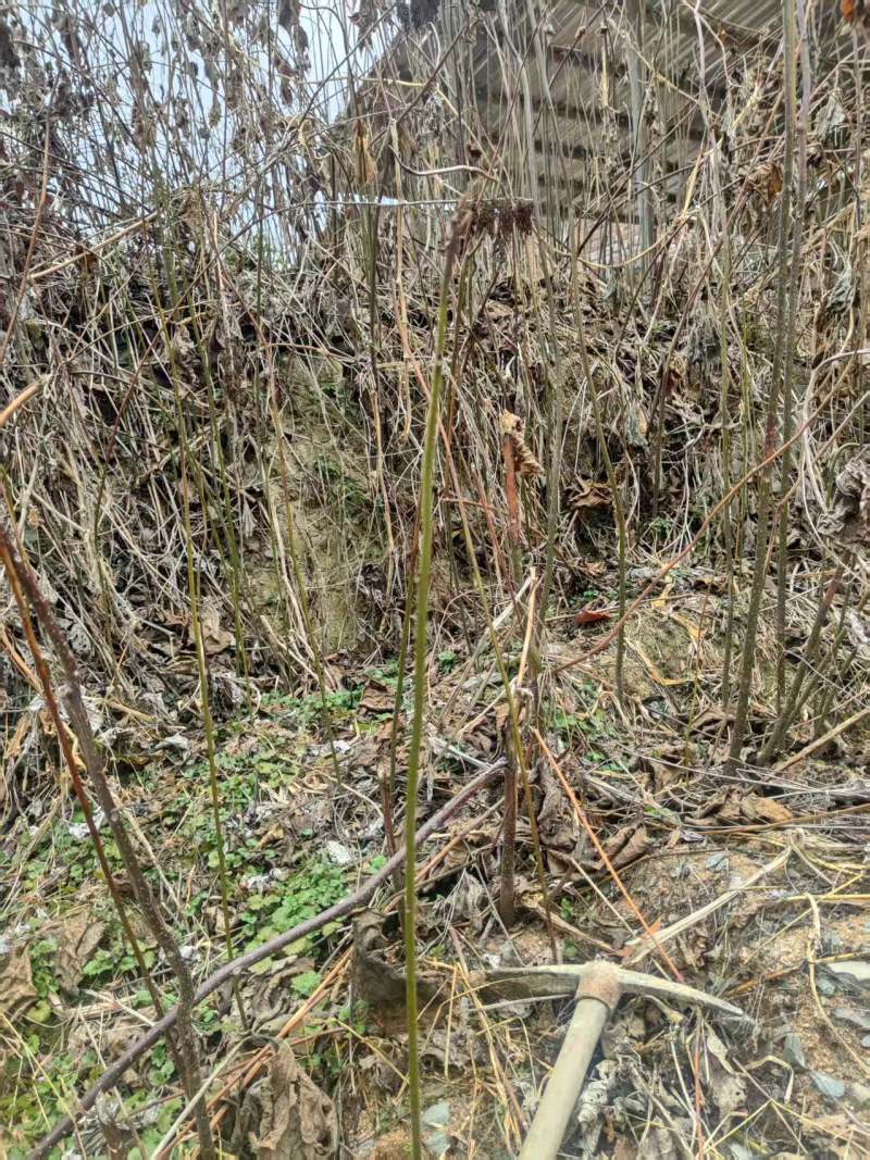 中药材臭牡丹鲜货大量供应欢迎各地客商致电