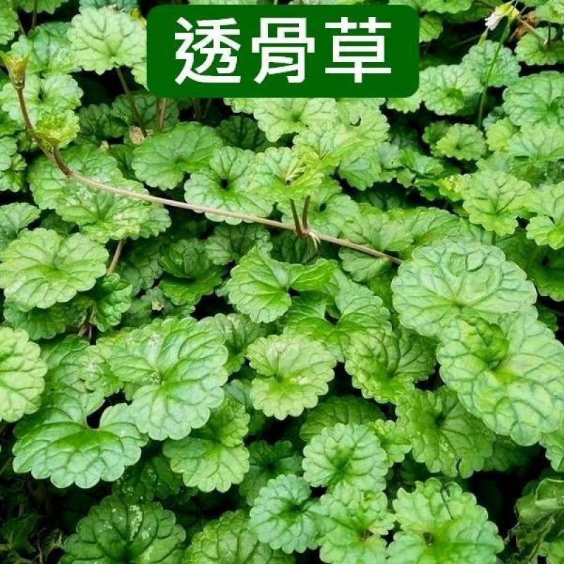 中药材透骨消鲜货大量供应对接全国欢迎各地客商致电
