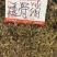 中药材透骨消鲜货大量供应对接全国欢迎各地客商致电