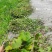 中药材透骨消鲜货大量供应对接全国欢迎各地客商致电