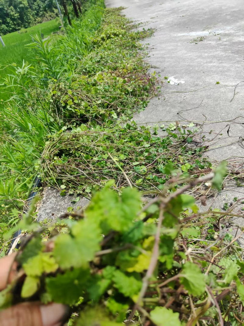 中药材透骨消鲜货大量供应对接全国欢迎各地客商致电