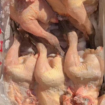 青脚麻公