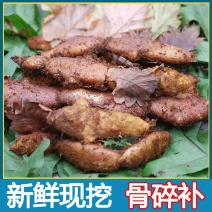 中药材骨碎补现货大量供应品质好价格低欢迎致电