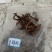 中药材骨碎补现货大量供应品质好价格低欢迎致电