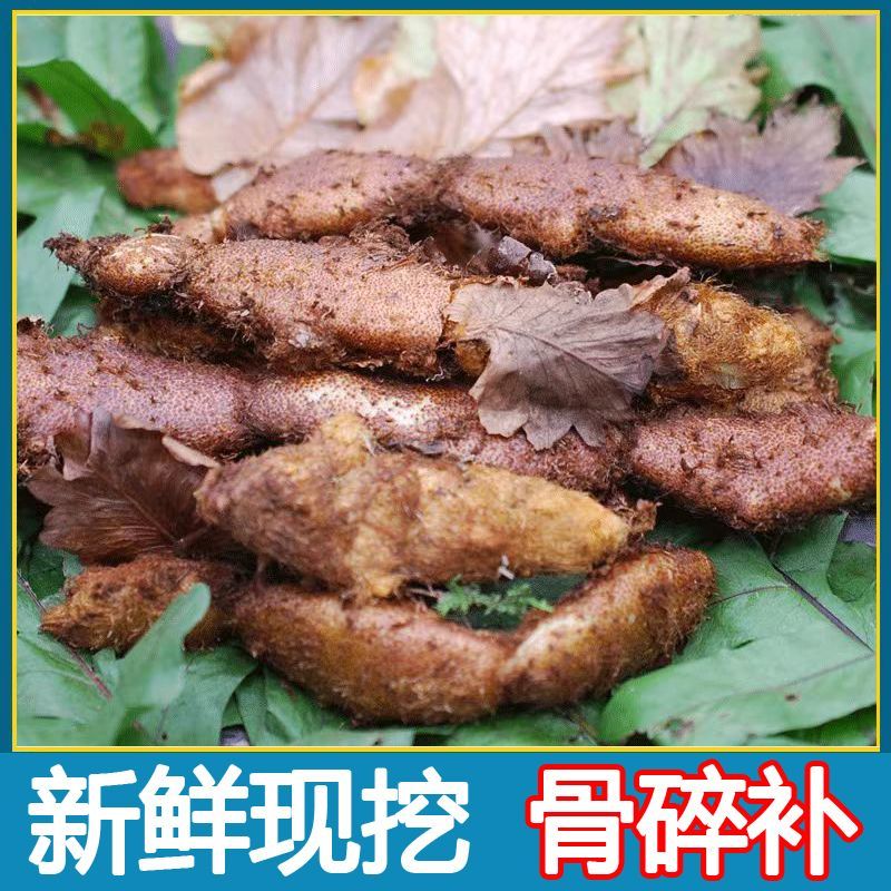 中药材骨碎补现货大量供应品质好价格低欢迎致电