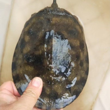 精品甲鱼大量供应，送礼宴请佳品规格齐全。