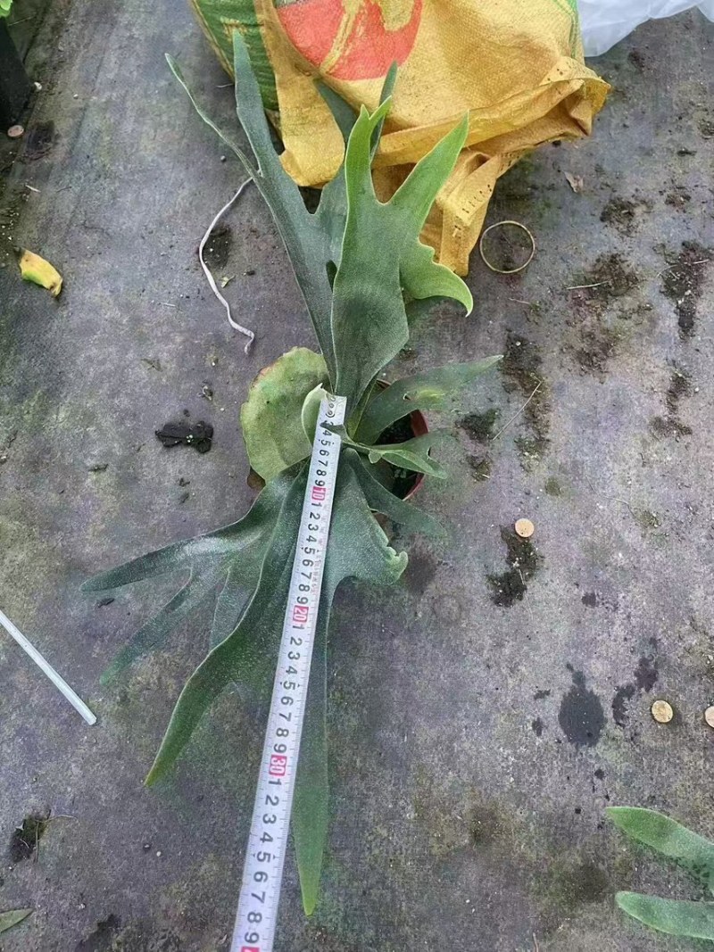 二岐鹿角蕨盆栽挂板定种植网红附生室内办公书房客厅观叶悬挂