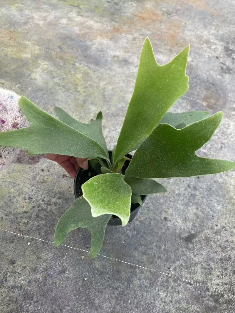 二岐鹿角蕨盆栽挂板定种植网红附生室内办公书房客厅观叶悬挂