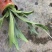 二岐鹿角蕨盆栽挂板定种植网红附生室内办公书房客厅观叶悬挂