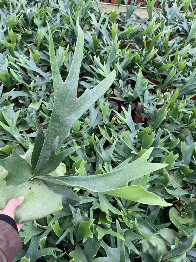 二岐鹿角蕨盆栽挂板定种植网红附生室内办公书房客厅观叶悬挂