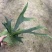 二岐鹿角蕨盆栽挂板定种植网红附生室内办公书房客厅观叶悬挂