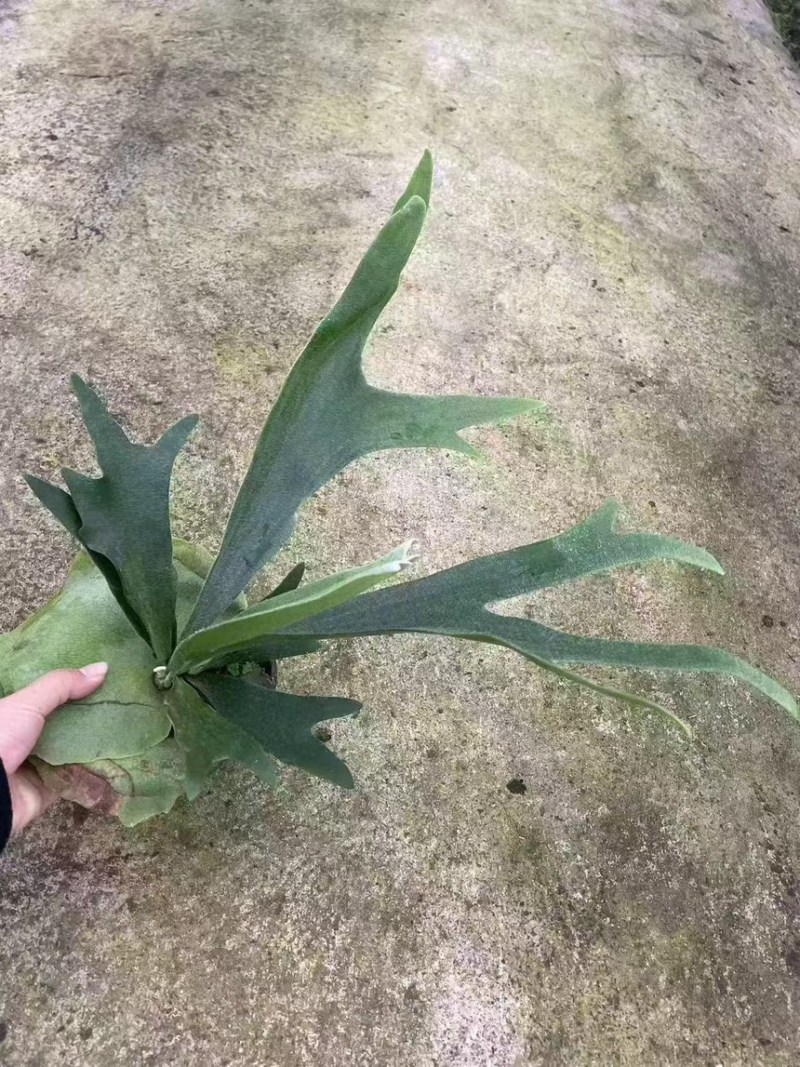 二岐鹿角蕨盆栽挂板定种植网红附生室内办公书房客厅观叶悬挂