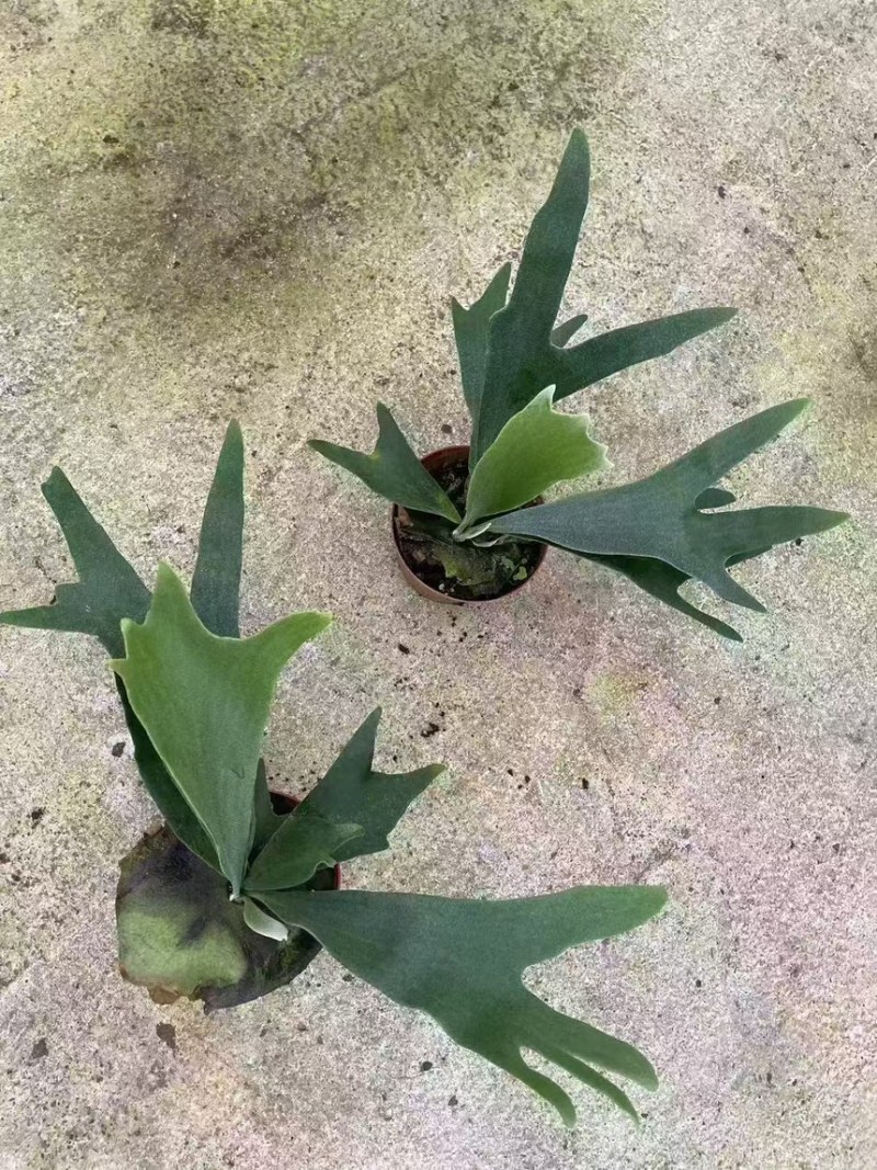二岐鹿角蕨盆栽挂板定种植网红附生室内办公书房客厅观叶悬挂