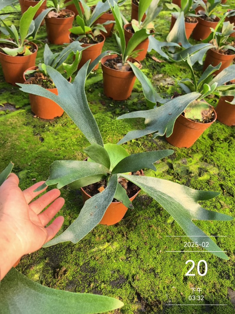 二岐鹿角蕨盆栽挂板定种植网红附生室内办公书房客厅观叶悬挂