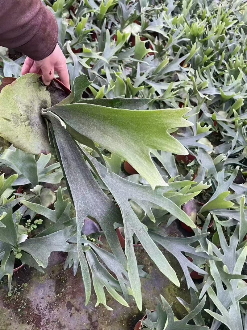 二岐鹿角蕨盆栽挂板定种植网红附生室内办公书房客厅观叶悬挂