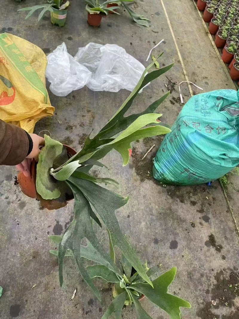 二岐鹿角蕨盆栽挂板定种植网红附生室内办公书房客厅观叶悬挂