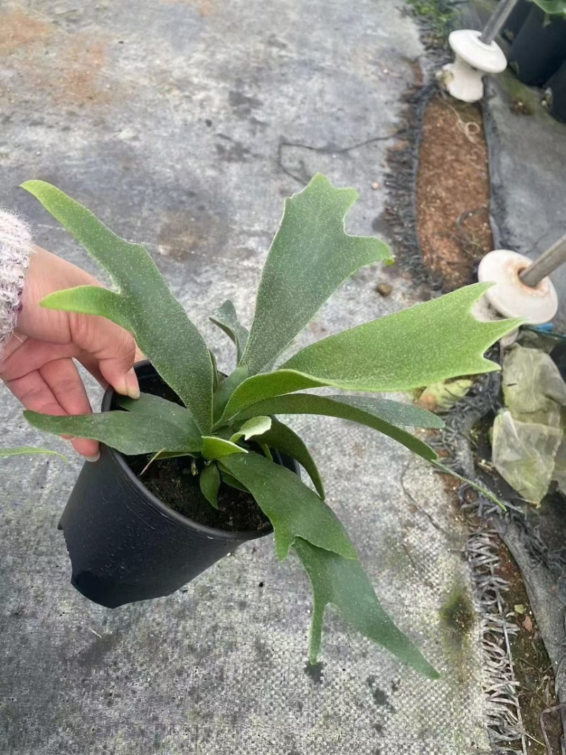 二岐鹿角蕨盆栽挂板定种植网红附生室内办公书房客厅观叶悬挂