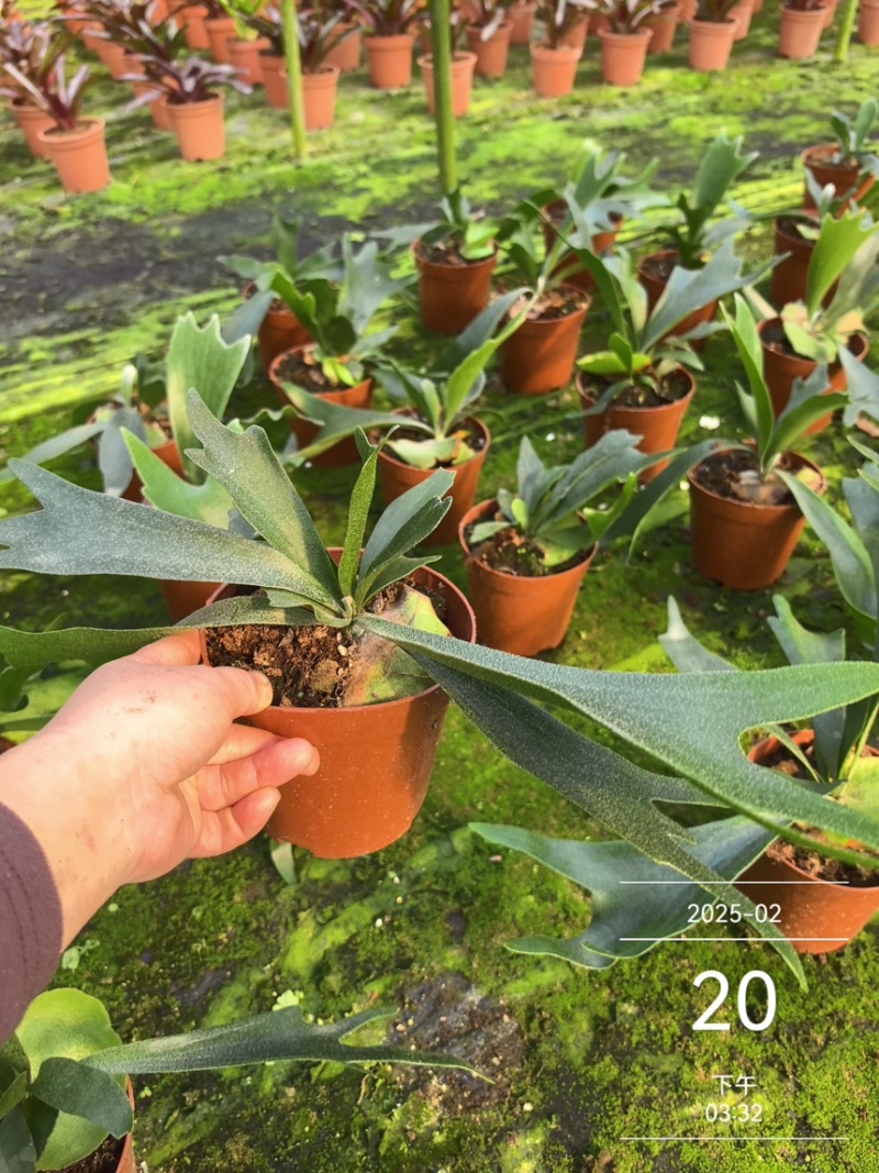二岐鹿角蕨盆栽挂板定种植网红附生室内办公书房客厅观叶悬挂