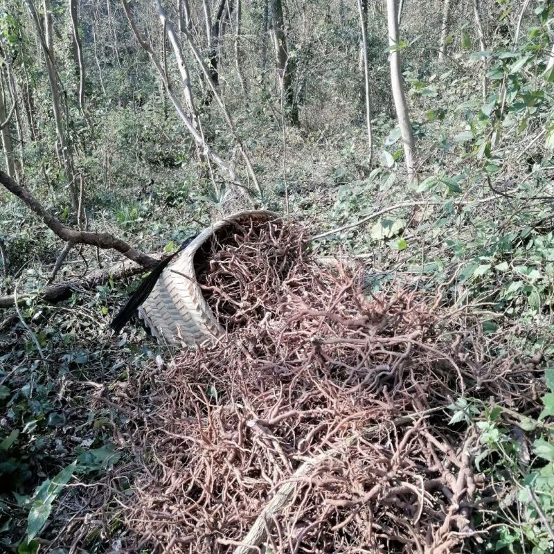 中药材铁凉伞现货大量供应品质保证欢迎各地客商致电