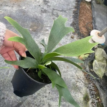 二岐鹿角蕨盆栽挂板定种植网红附生室内办公书房客厅观叶悬挂