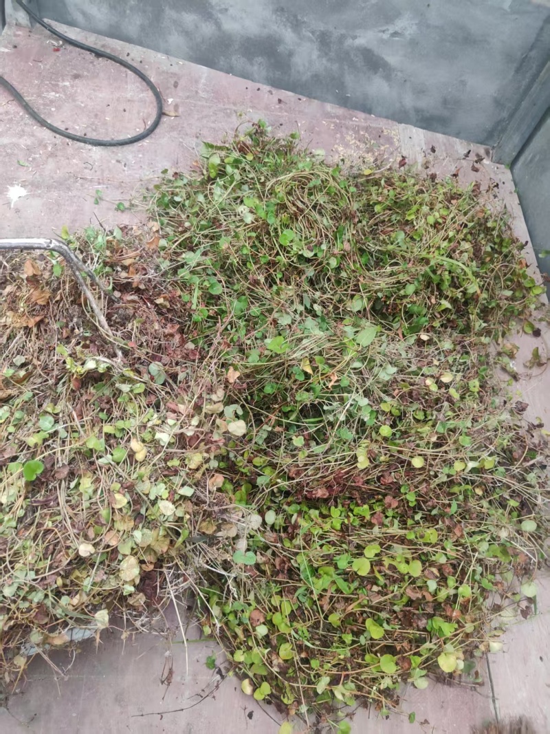 中药材过路黄现货充足现已大量上货欢迎各地客商前来