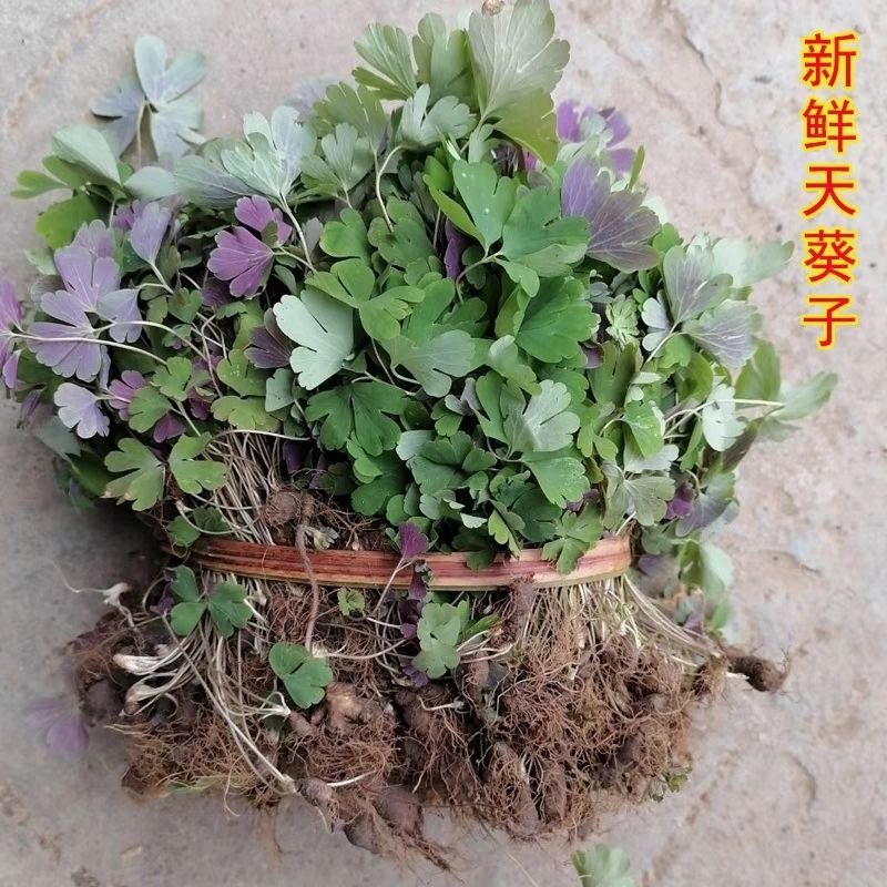 中药材天葵现货大量供应品质保证，欢迎各地朋友