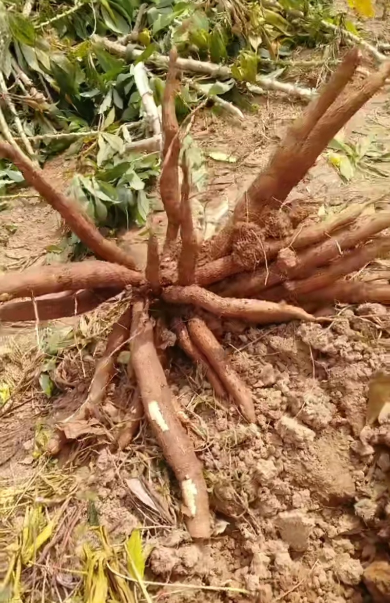 广西黄肉木薯黄心木薯产地源头基地批发零售