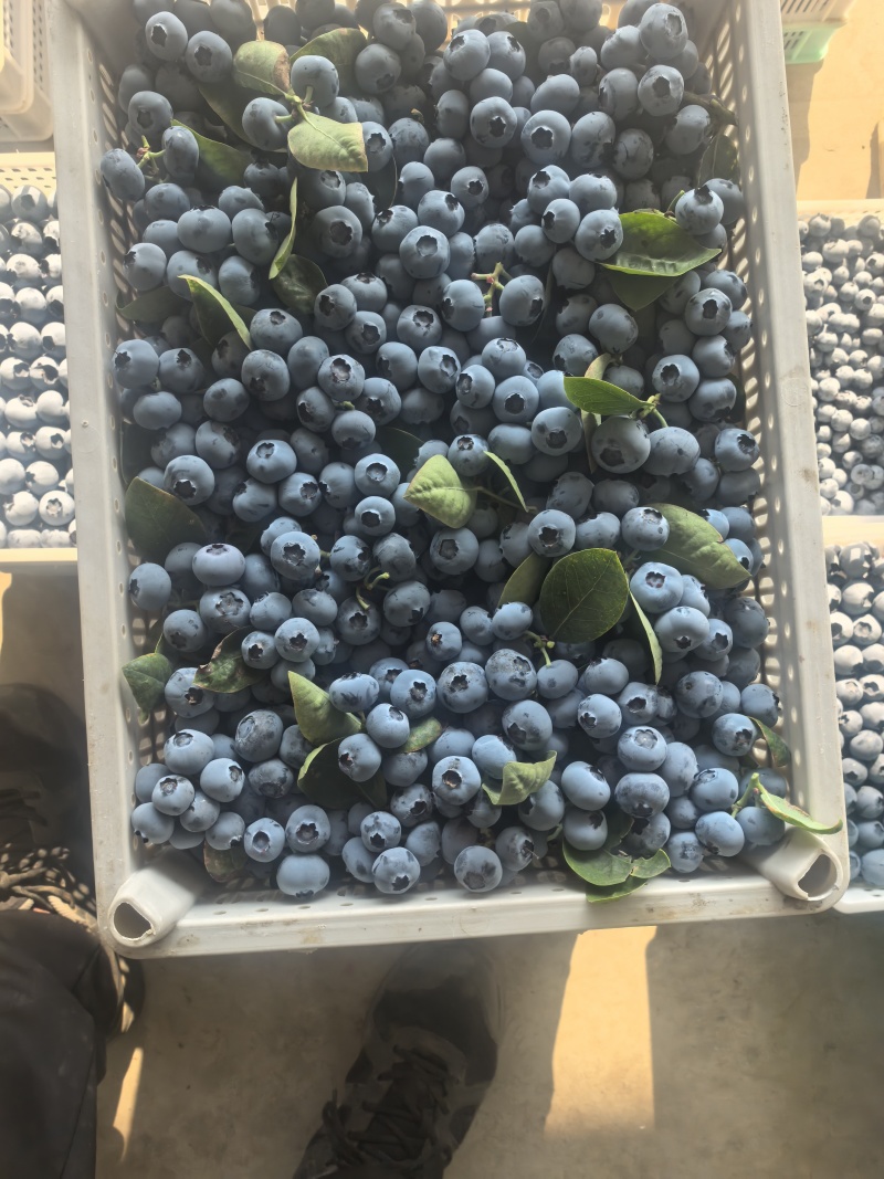 蓝莓瑞卡蓝莓20+大批量批发F6产地直发量大优惠