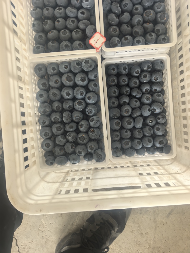 蓝莓瑞卡蓝莓20+大批量批发F6产地直发量大优惠