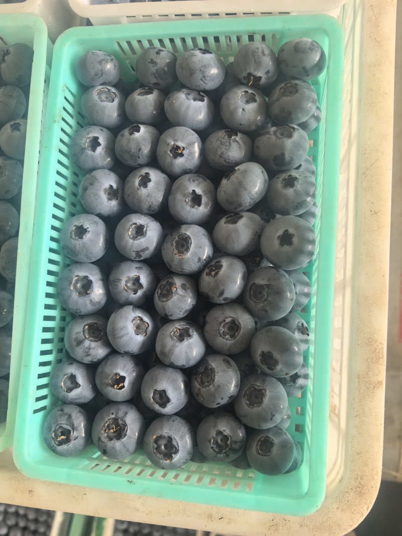 蓝莓瑞卡蓝莓20+大批量批发F6产地直发量大优惠