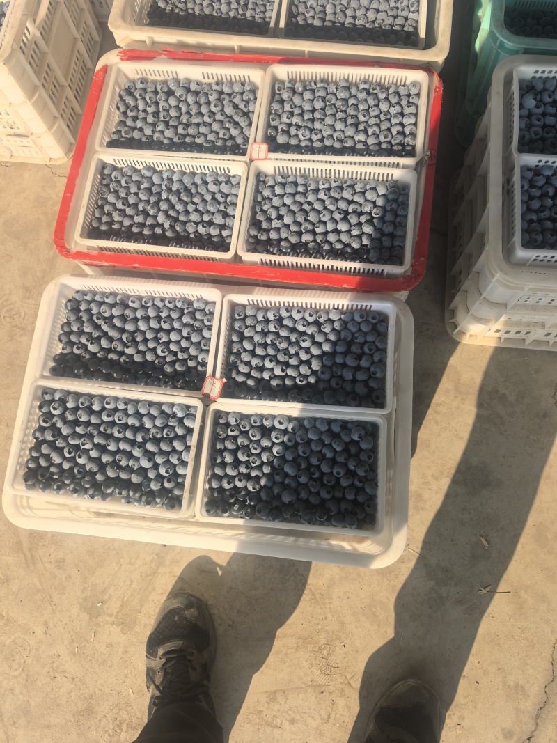 蓝莓瑞卡蓝莓20+大批量批发F6产地直发量大优惠