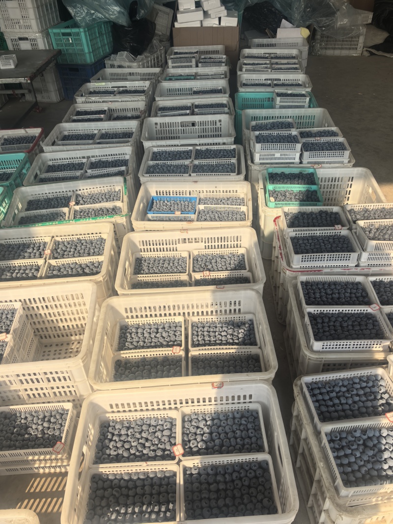 蓝莓瑞卡蓝莓20+大批量批发F6产地直发量大优惠
