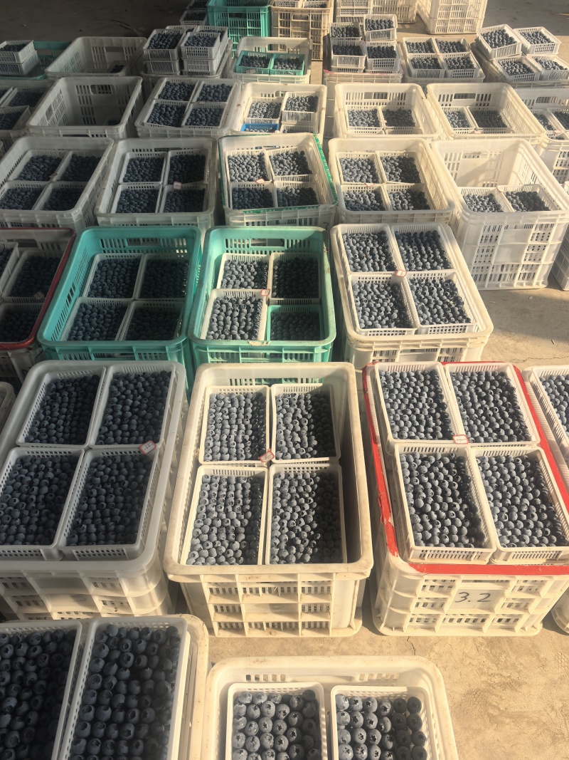 蓝莓瑞卡蓝莓20+大批量批发F6产地直发量大优惠