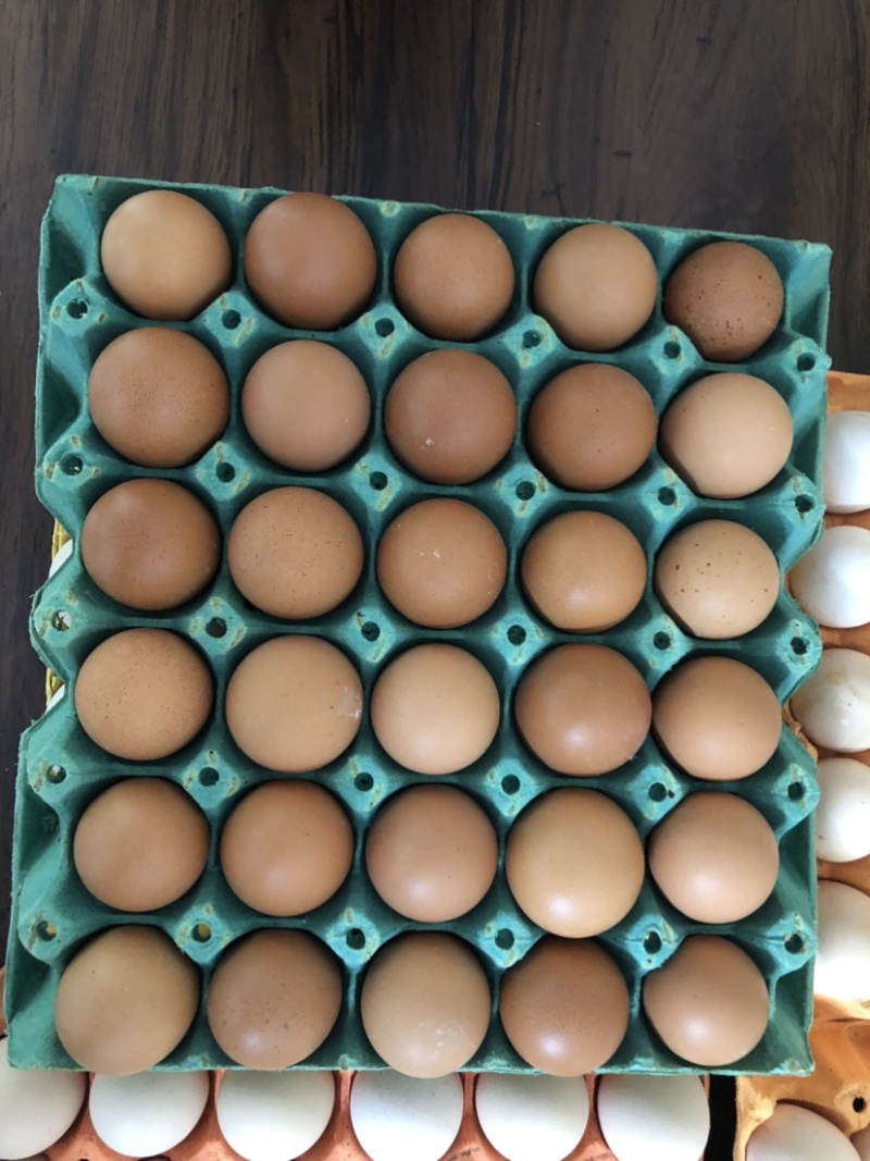 新鲜粉蛋红壳鸡蛋白鸡蛋
