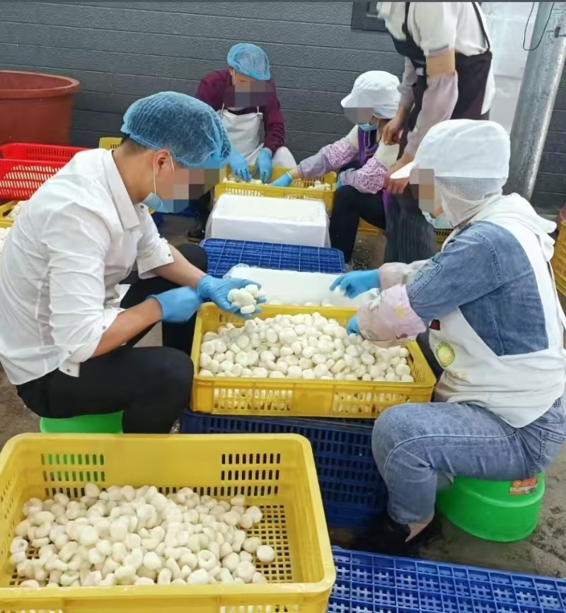 生鲜白马蹄，广西贺州市原产地，口感好清甜化渣，量大详谈