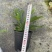 鹿角蕨板植二岐鹿角蕨室内喜阴网红蕨类植物新奇观叶绿植好养