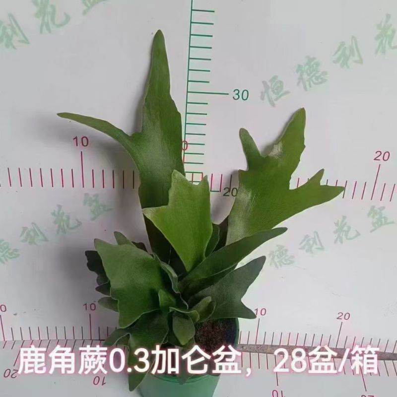 鹿角蕨板植二岐鹿角蕨室内喜阴网红蕨类植物新奇观叶绿植好养