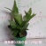 鹿角蕨板植二岐鹿角蕨室内喜阴网红蕨类植物新奇观叶绿植好养