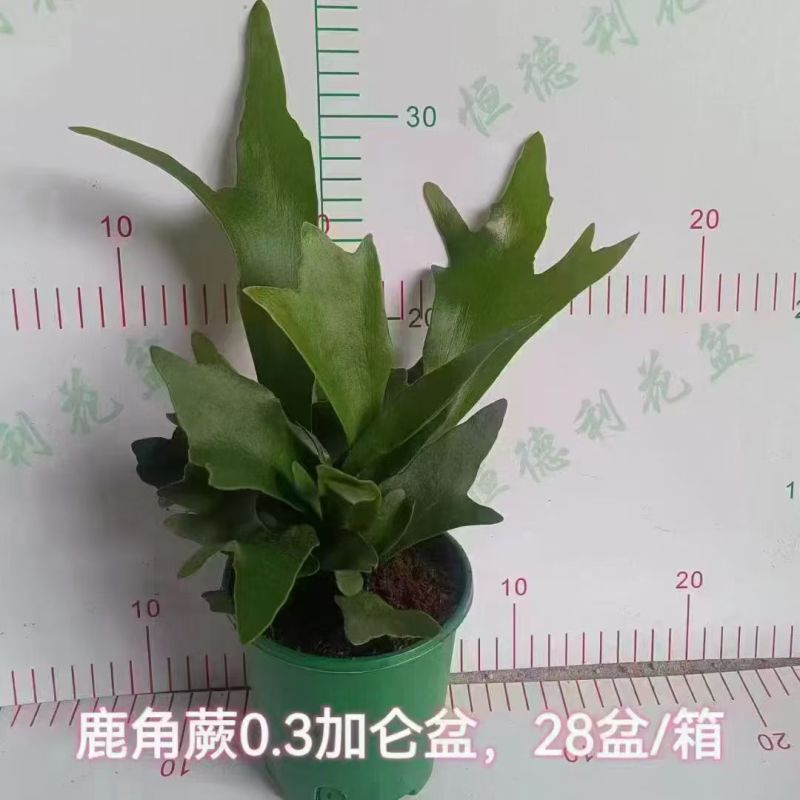 鹿角蕨板植二岐鹿角蕨室内喜阴网红蕨类植物新奇观叶绿植好养