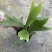 鹿角蕨板植二岐鹿角蕨室内喜阴网红蕨类植物新奇观叶绿植好养