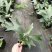 鹿角蕨板植二岐鹿角蕨室内喜阴网红蕨类植物新奇观叶绿植好养