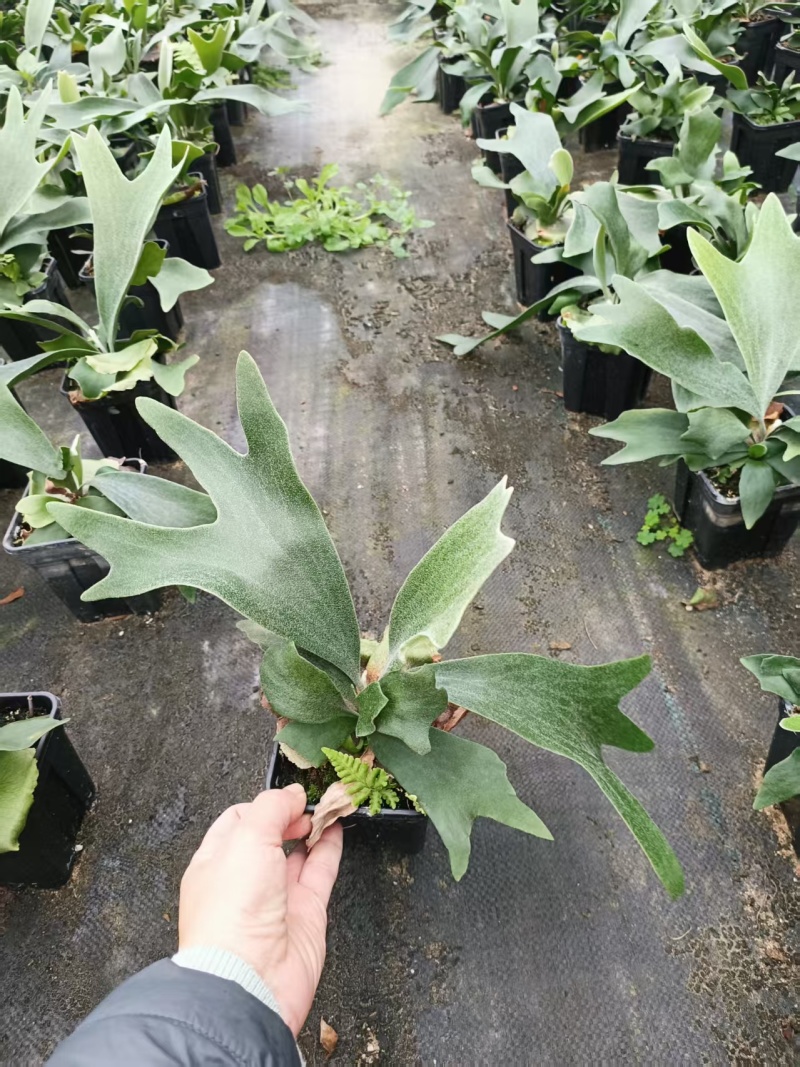 鹿角蕨板植二岐鹿角蕨室内喜阴网红蕨类植物新奇观叶绿植好养