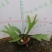 鹿角蕨板植二岐鹿角蕨室内喜阴网红蕨类植物新奇观叶绿植好养